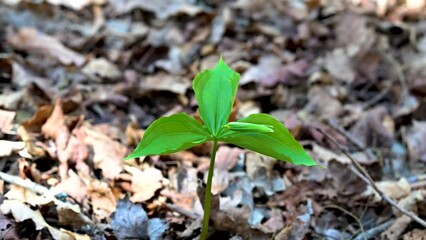Wall Mural - Spring has sprung here in Windsor in Upstate NY.  Warmer Temperatures bring the forest floor and trees alive with new growth.  