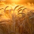 The golden glow of sunset washes over a wheat field, with the ripe ears of wheat highlighted against the warm evening sky.