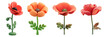 © gunzexx png and bg - PNG poppy 3d icons and objects collection, in cartoon style minimal on transparent, white background, isolate