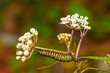 Macro stock photo caterpillar on blurry background