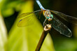 Macro stock photo Pachydiplax longipennis Blue Dasher Dragonfly