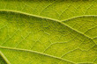 Green leaf macro stock photo