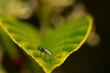 Macro stock photo fly on a leaf Condylostylus