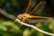 Macro stock photo of a yellow dragonfly