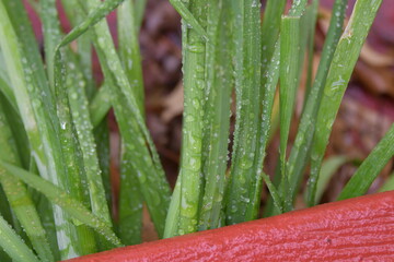 Poster - Dew Droplets on Green Grass