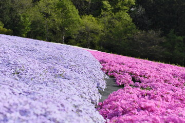 Wall Mural - 秩父　羊山公園　芝桜
Chichibu, Yozan Park, turf cherry blossoms