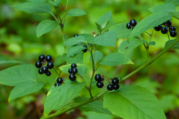 The shiny black ripe berries of the American Black Nightshade, Solanum americanum, a toxic native plant in the Solanaceae family.