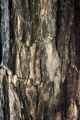 Wall Mural - bark wood skin dry tree texture and background, nature life concept abstract