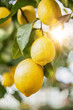 Ripe lemons on a tree in radiant sunshine. Vertical close-up.
