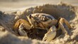 Close-up of a sand crab digging a burrow in the soft sand of a wide beach, using its claws to excavate a cozy shelter from the elements.