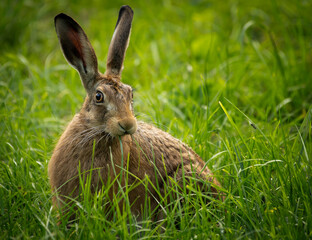 Hare in the grass feeding