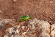 Big green grasshopper on a stone close-up view