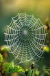 Zoom in on a delicate spider web glistening with morning dew
