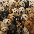 Collection of happy diverse dogs smiling.