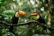 Toucan sitting on the branch in the forest, green vegetation, Costa Rica. Nature travel in central America. Two Keel-billed Toucan, Ramphastos sulfuratus, pair of bird with big bill. Wildlife .