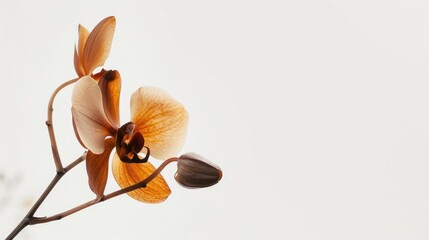 Wall Mural - An elegant Butterfly Orchid flower stands out against a pristine white background