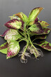 vegetative propagation of ornamental coleus plant - cuttings with white roots