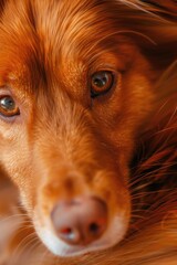 Wall Mural - Close up of a dog's face with a blurry background. Suitable for pet lovers or veterinary clinics