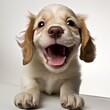 b'A cute puppy with a big smile on its face'
