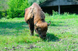 European bison (Bison bonasus), also known as the wisent. Grazing on meadow.