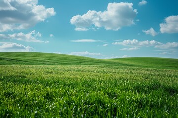 Wall Mural - b'Green rolling hills under a blue sky with white clouds'