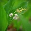 Spring green background with nature in the forest. Beautiful small white plant - flower - Lily of the valley. (Convallaria majalis)