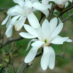 Wall Mural - Close-up of white magnolias blooming in a botanical garden on a sunny spring day.