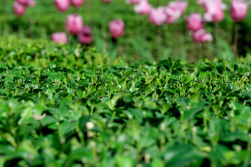 Wall Mural - Beautiful spring flowers grow in a garden on a flower bed