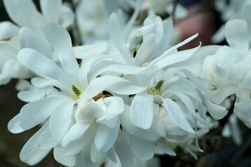 Wall Mural - Close-up of white magnolias blooming in a botanical garden on a sunny spring day.