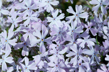 Wall Mural - Beautiful spring flowers grow in a garden on a flower bed