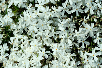 Wall Mural - Beautiful spring flowers grow in a garden on a flower bed