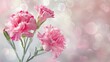 A delicate and beautiful pink carnation blossoms against a soft bright backdrop creating the perfect space for text on this lovely spring day just in time for Mother s Day