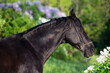 portrait of beautiful black stallion posing nearly blossom lilac bush at sunny evening. close up
