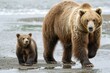 The Bear. Brown Bear and Cub Together in Alaskan Coastal Mud Flats