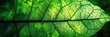 Abstract Leaf Texture. Natural Texture of Green Leaves in a Tropical Forest