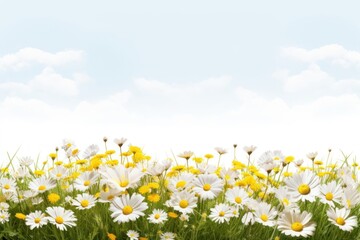 Field filled flower backgrounds landscape.