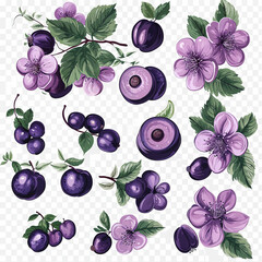 Wall Mural - Large set of plums, plum blossoms. Isolated watercolor fruit. Print, logo, blank for the designer