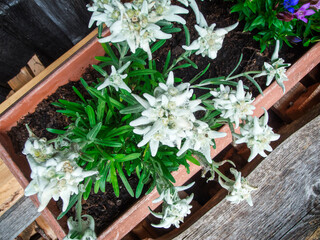 Top view Edelweiss in flower pot