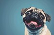 Cute pug dog with mouth open and tongue out, suitable for pet-related designs