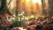 On a radiant spring morning delicate snowdrops grace the forest with their presence