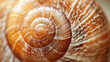 A close up of a snail shell with a smooth spiral pattern.