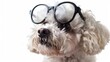 Intelligent looking Bichon Frise dog in eyewear, close-up isolated on white, perfect for themes of pets learning or getting educated