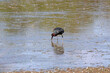 un ibis Falcinelle