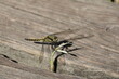 libellule posée par terre