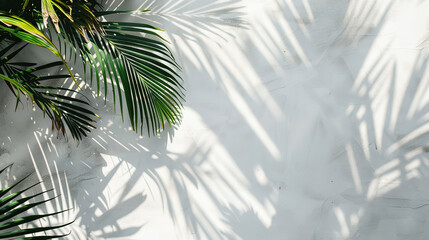 Wall Mural - Light and shadow of leaves, palm leaves on a white background. Abstract tropical leaf silhouette, natural pattern for wallpaper, spring, summer texture.