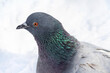 Pigeon head close-up. Gray green blue feather bird. Common stock dove bird