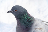 Fototapeta Dmuchawce - Pigeon head close-up. Gray green blue feather bird. Common stock dove bird