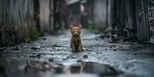 Orange Kitten Sitting On Wet Pavement