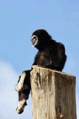 Poster - lar gibbon (Hylobates lar), also known as the white-handed gibbon, an endangered primate in the gibbon family, Hylobatidae.