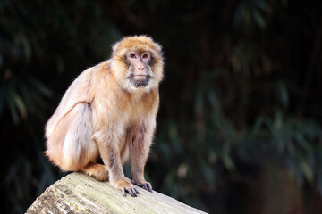 Wall Mural - barbary macaque (macaca sylvanus) ape on tree trunk